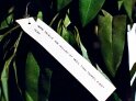 The Tree of Useless Knowledge